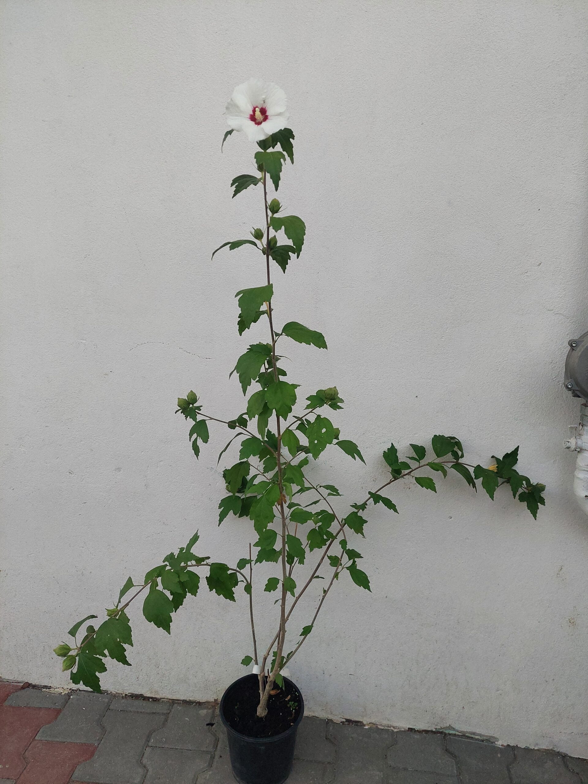 20240908_194213 Hibiscus Siriacus