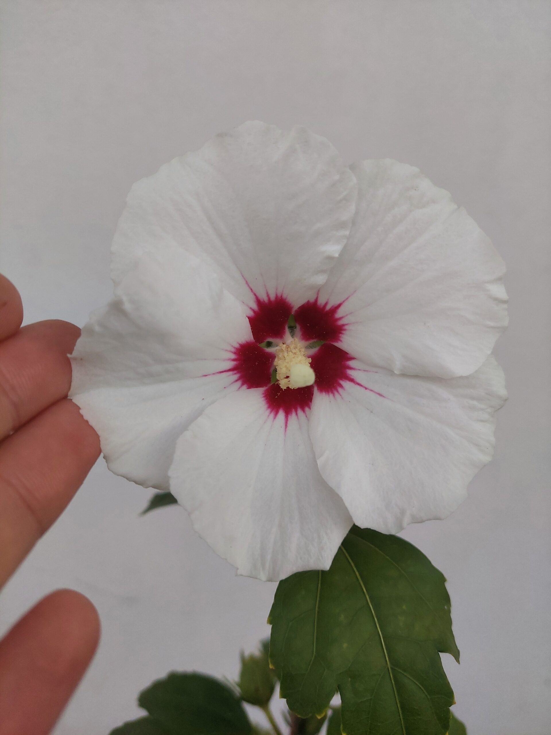 20240908_194223 Hibiscus Siriacus