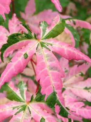 Artar japonez- Acer palmatum Oridono Nishiki, ghiveci 7L,140-160 cm