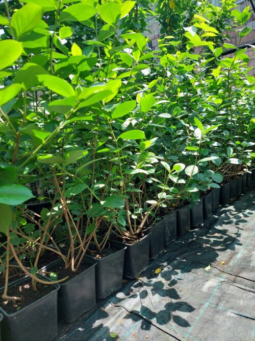 Aronia Nero, ghiveci 3L