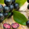 Aronia Nero, ghiveci 3L