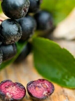 Aronia Nero, ghiveci 3L