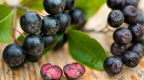 ARONIA Aronia Nero, ghiveci 2L