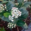 Aronia Nero, ghiveci 3L