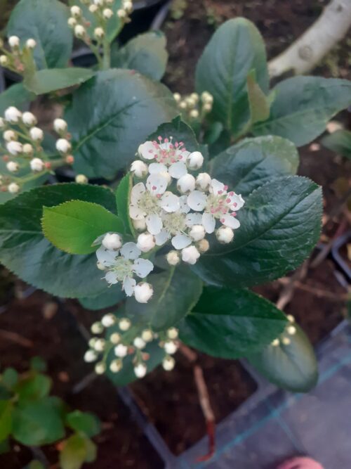 Aronia Nero, ghiveci 3L