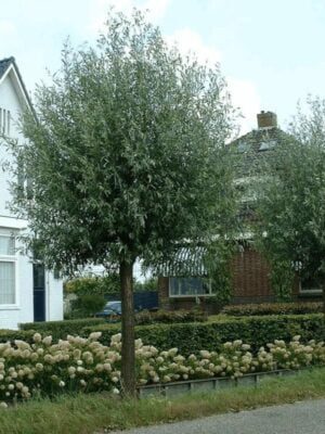Salix ELEAGNOS, ghiveci 5L,130-150cm