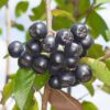 Aronia Nero, ghiveci 3L