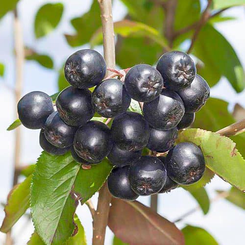 Aronia Nero, ghiveci 3L