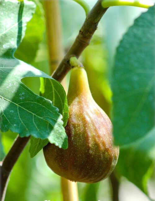 Melanzana Smochin Ficus carica Melanzana, ghiveci 5L