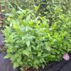 358149104_664212765581653_206833931033970838_n Hibiscus Siriacus