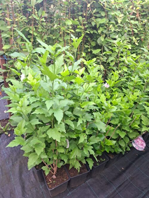 358149104_664212765581653_206833931033970838_n Hibiscus Siriacus