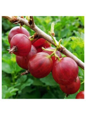 agris-rosu-tufa Agriș roșu tufă Strongberry, ghiveci 2L