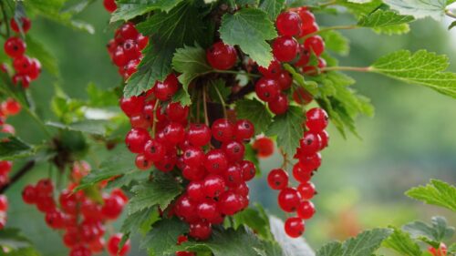 Ripe,Berries,Of,Red,Currant.,Bunch,Of,Red,Currants,On Coacaz roșu tufa Rovada, ghiveci 3L