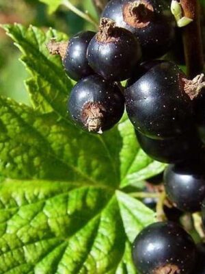 Coacăz negru tufă Othello, ghiveci 2L