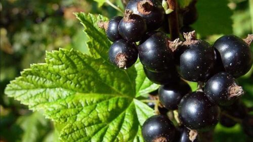 coacaz_negru_ Coacăz negru tufă Othello, ghiveci 3L