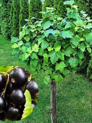 cocaz pom n1.1 Coacaz Negru tulpina inalta altoit, ghiveci 3L