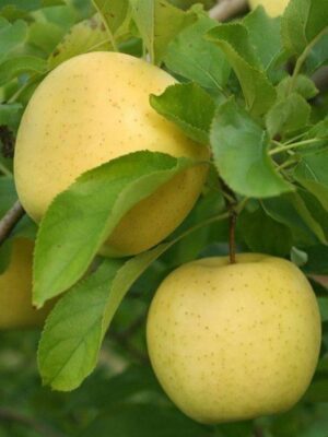 goldan Măr Golden Delicious, ghiveci 5L