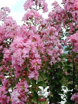 Liliac indian- Lagerstroemia indica Lipan la ghiveci