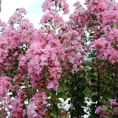 lipan Liliac indian- Lagerstroemia indica Lipan la ghiveci
