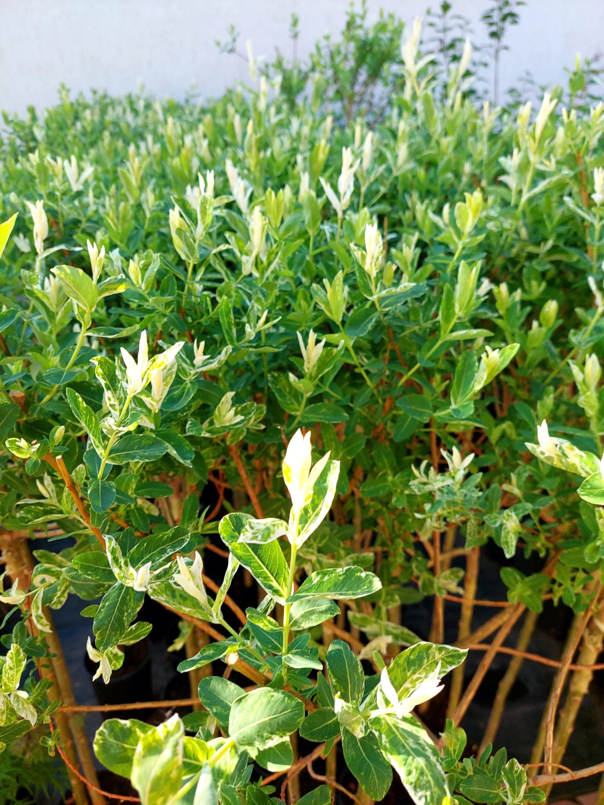 Salix Japoneză (Hakuro Nishiki) altoita pom, ghiveci 5L - Gradina