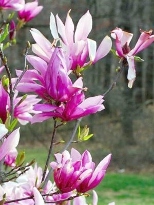 Magnolia Betty, ghiveci 5L