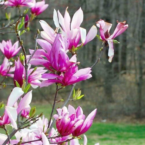 BETTY Magnolia Betty, ghiveci 5L