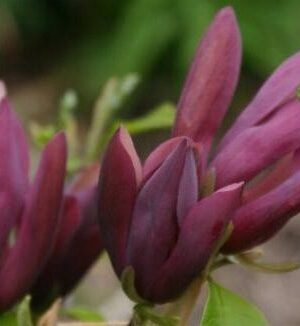 Magnolia Black Beauty, ghiveci 5L