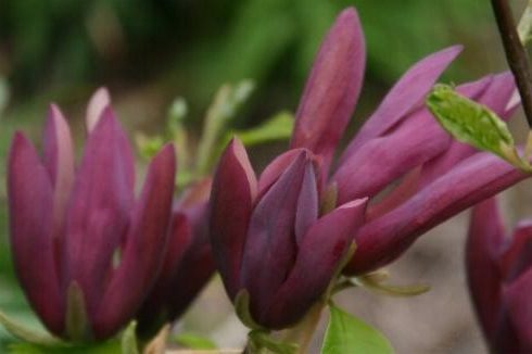 BLACK BEAUTY Magnolia Black Beauty, ghiveci 5L