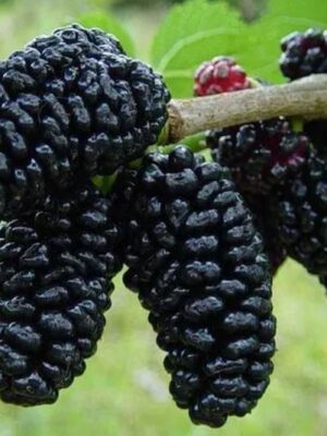 Dud Negru, ghiveci 2L