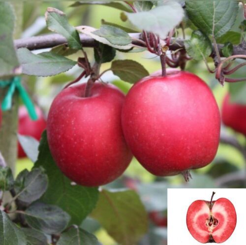 Măr Red Love, ghiveci 5L