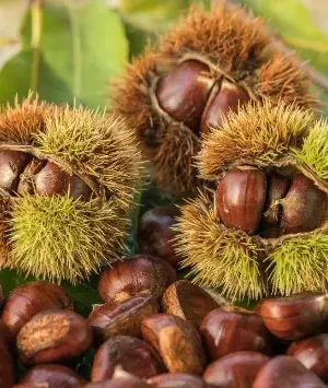 Castan comestibil, ghiveci 5L