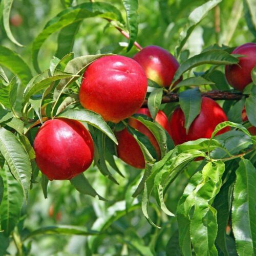 nectarin NECTARED Nectarin Nectared 2, ghiveci 5L