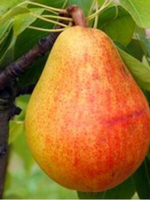 par FAVORITA LUI CLAPP Păr Favorita lui Clapp, ghiveci 5L