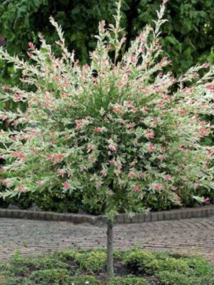 Salix Japoneză (Hakuro Nishiki) altoita pom, ghiveci 5L