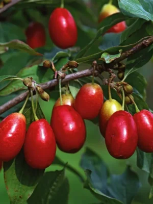 Corn - Cornus mas, ghiveci 2L, 70-90 cm