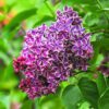 liliac bicolor3 Liliac Syringa vulgaris SENSATION la ghiveci 5L