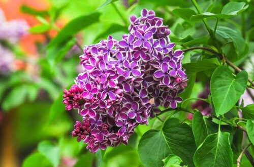liliac bicolor3 Liliac Syringa vulgaris SENSATION la ghiveci 5L