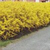 ploaie de aur gard viu Forsythia- Ploaie de aur, la ghiveci 5L