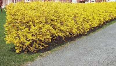 ploaie de aur gard viu Forsythia- Ploaie de aur, la ghiveci 5L