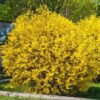ploaie de aur tufa Forsythia- Ploaie de aur, la ghiveci 5L