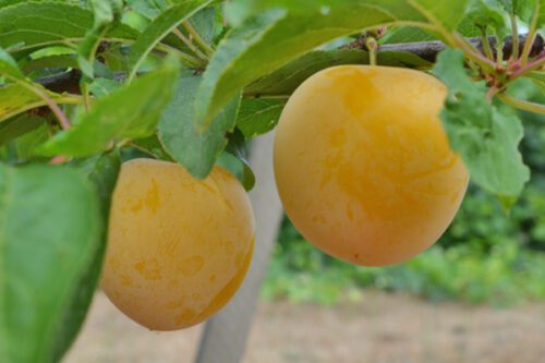 shiro prun Prun japonez Shiro, ghiveci 5L