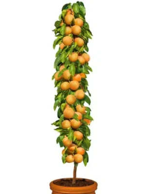 Cais columnar, Golden Sun, ghiveci 2L