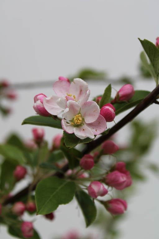Mar ornamental- Malus Red Sentinel, ghiveci 1L