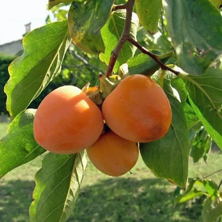 Rojo Brillante Kaki Rojo Brillante, ghiveci 3L