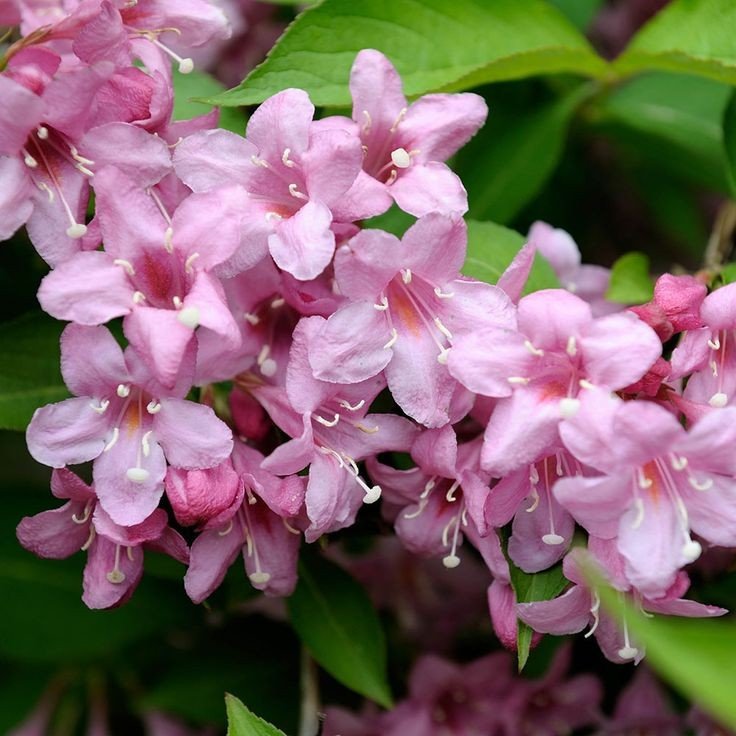 d01e9ed68f5720606a20bf8ea241ac8b Weigela ROSEA, ghiveci 7L