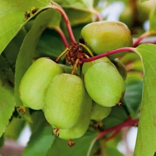 Mini-Kiwi (Actinidia arguta) Issai  , ghiveci 2L