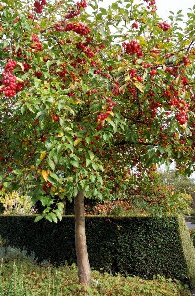 Mar ornamental- Malus Red Sentinel, ghiveci 1L