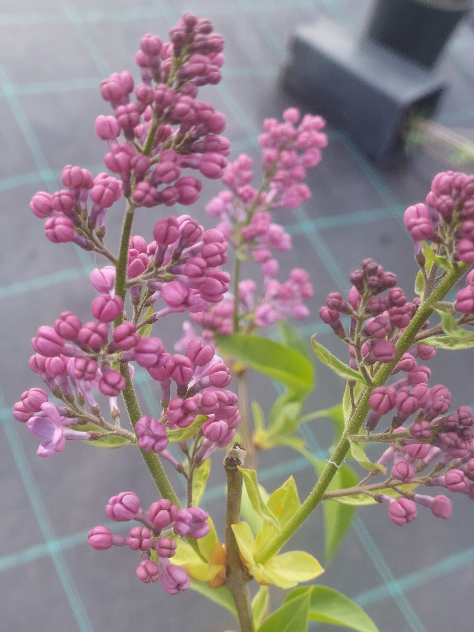 Liliac Syringa vulgaris, ghiveci 3L