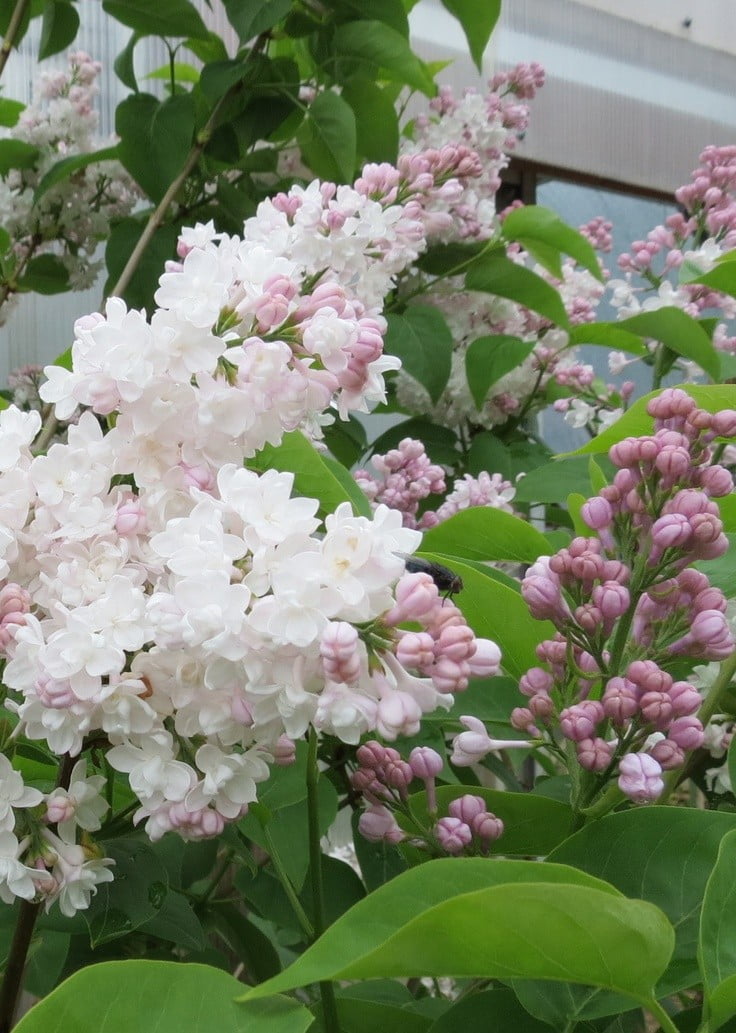 Liliac Syringa vulgaris-BEAUTY la ghiveci 5L