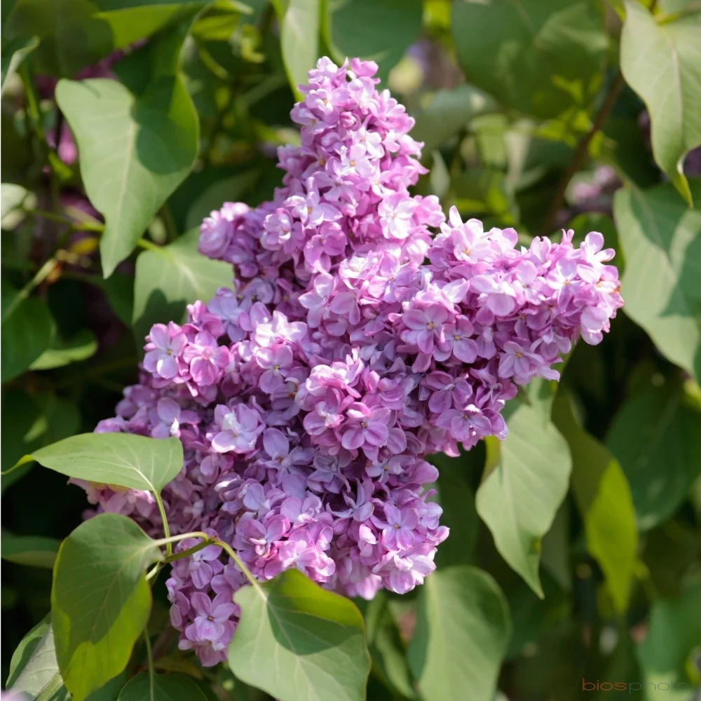 Liliac mov deschis, Syringa vulgaris – Kolchoznica, ghiveci 7L